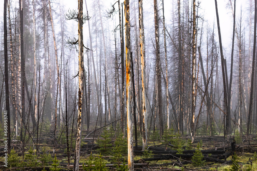 Fototapeta premium After the fire