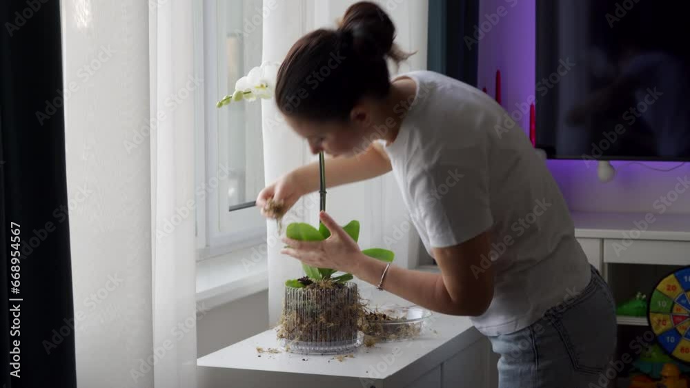 woman taking care of her orchid flowers planting white orchid in pot at home woman taking care of her orchid flowers planting white orchid in pot at home