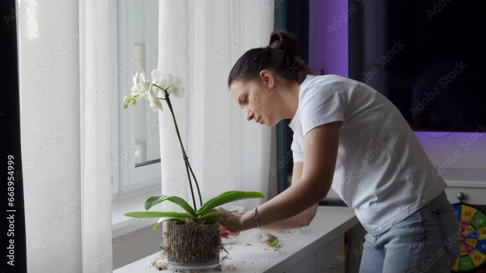 woman taking care of her orchid flowers planting white orchid in pot at home woman taking care of her orchid flowers planting white orchid in pot at home