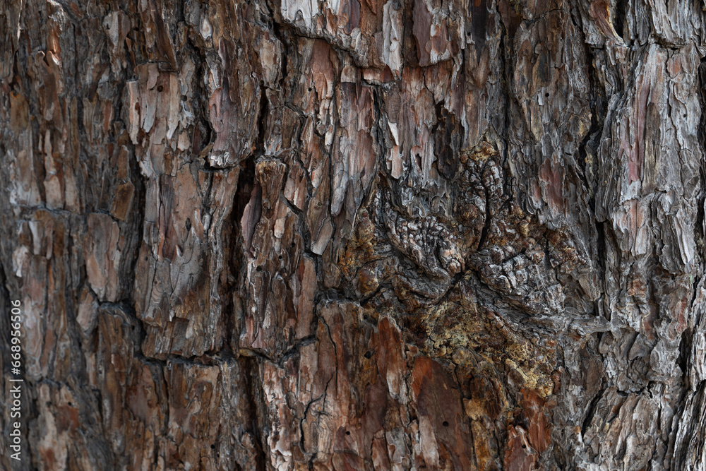 dry tree bark texture and background, nature concept dry tree bark texture and background, nature concept