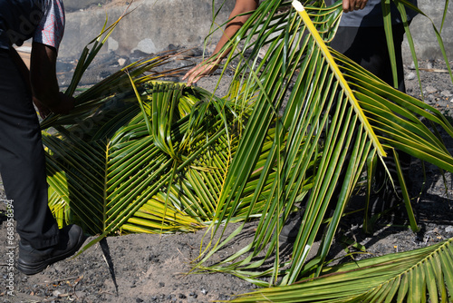 Preparation for traditional Fijian in ground oven cooking meal. photo