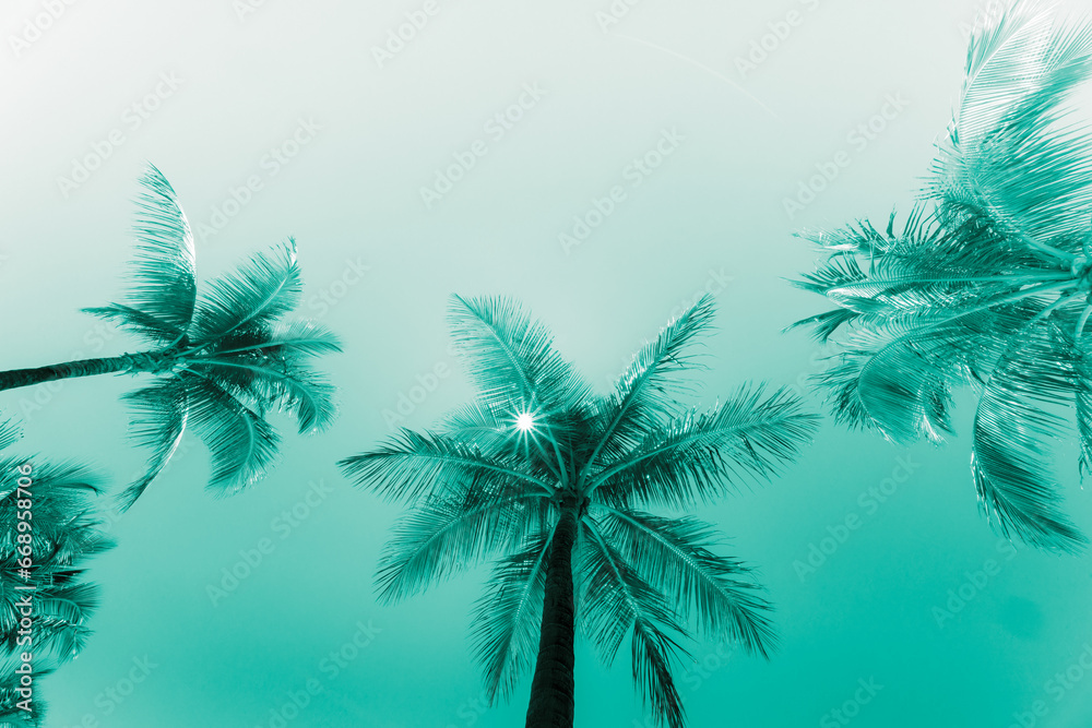 Tropical palm trees converging and towering overhead