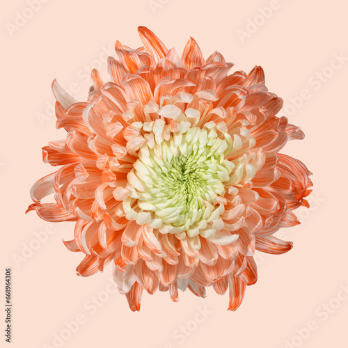 Delicate orange chrysanthemum on pink background. View from above. Full depth of field. With clipping path