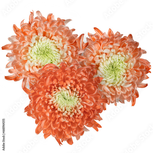 Three orange chrysanthemum on white background. View from above. Full depth of field. With clipping path