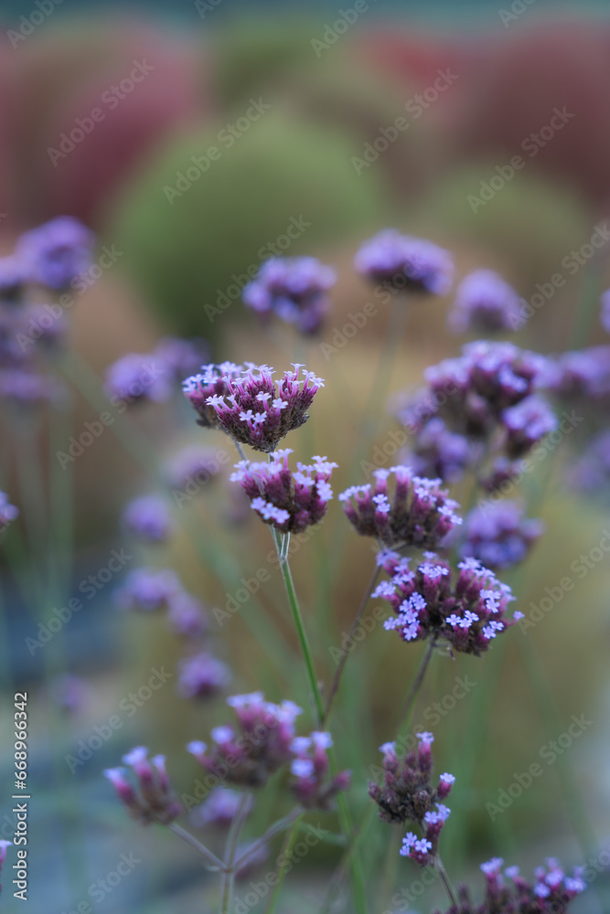 Purple flowers Purple flowers