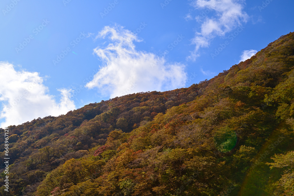 Fototapeta premium 伊吹山ドライブウェイの紅葉