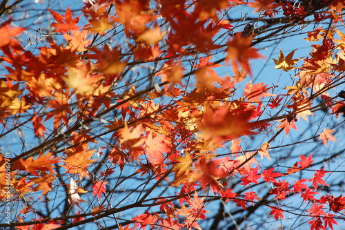 紅葉したもみじ