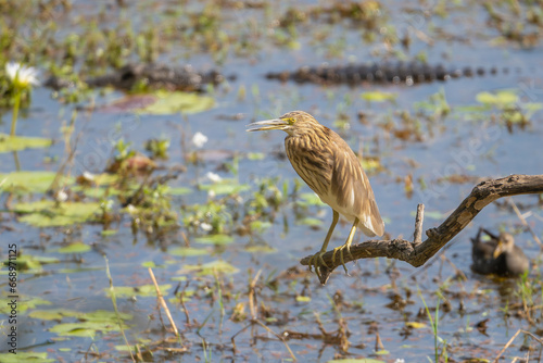 Indian pond heron, paddybird - Ardeola grayii perched with crocodile in background. Photo from Ranthambore National Park, Rajasthan, India. photo