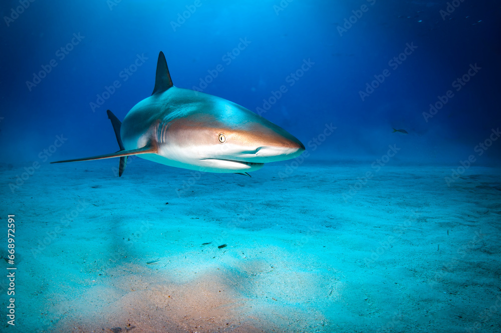 Fototapeta premium Caribbean reef shark