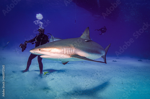A Caribbean reef shark swimming by a diver
