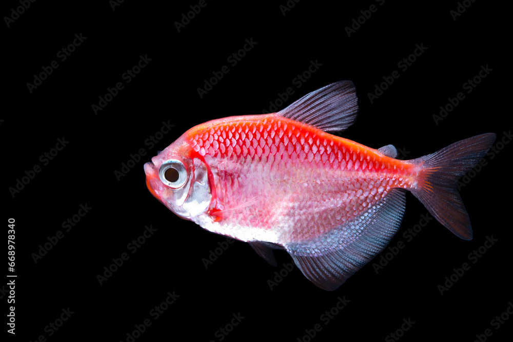 Red neon glow fish on black background.Abstract of red glow fish, glow fish on black background Red neon glow fish on black background.Abstract of red glow fish, glow fish on black background