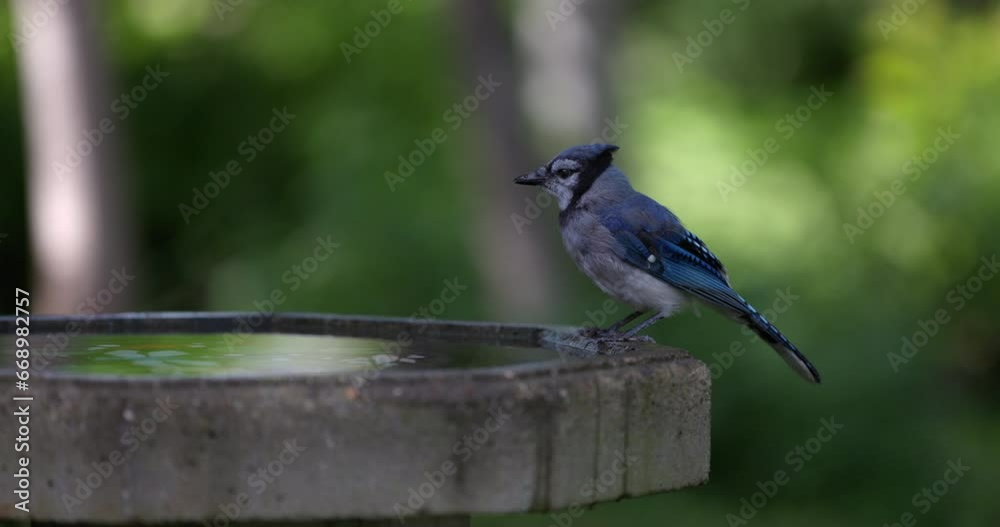 Blue jay bird on edge of bird bath garden looking around Blue jay bird on edge of bird bath garden looking around