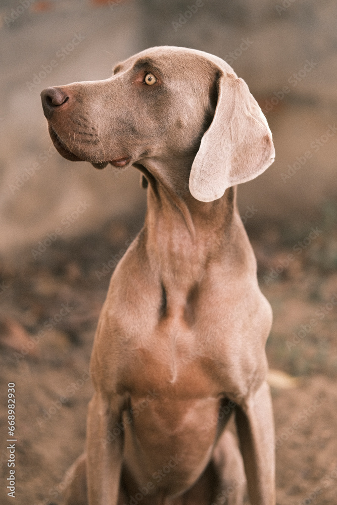 Closeup of a dog of the Weimaraner breed Closeup of a dog of the Weimaraner breed