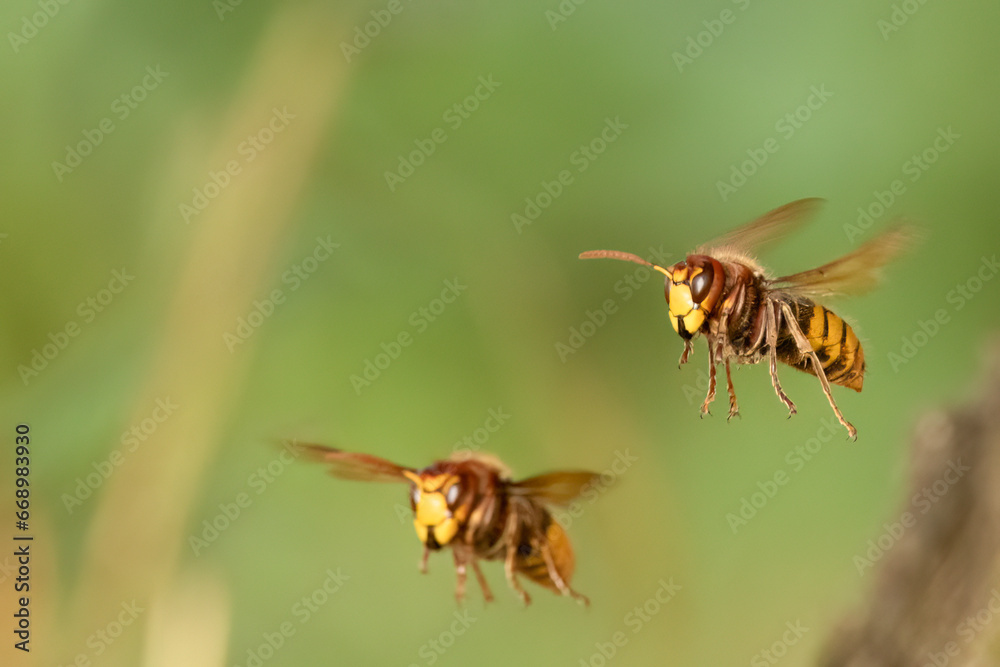 Hornissen (Vespa crabro)