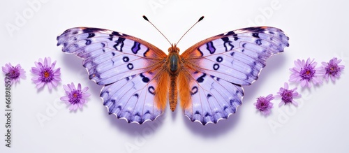 Polygonia c album butterfly perched on a violet chrysanthemum photo