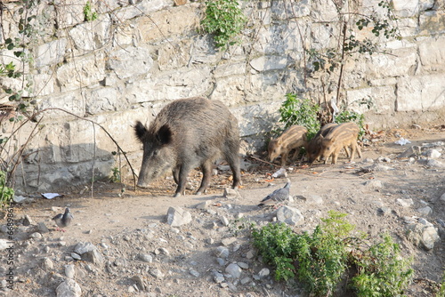 A Genova nel Bisagno un cinghiale femmina con tre cuccioli al seguito passeggiano sulle sponde del fiume. Scena di vita selvatica in città.