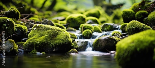Forest stream with moss covered stones captured in a closeup shot © AkuAku