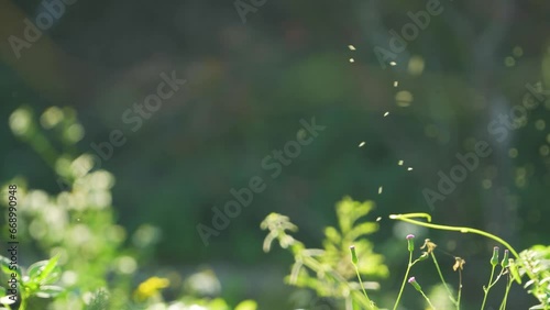 Small flying insects dancing in the air photo