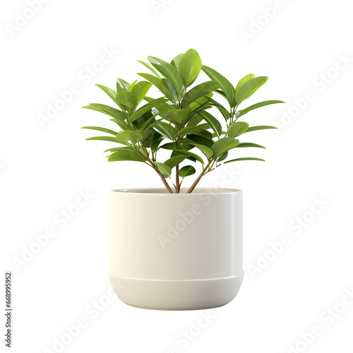 plant in a pot © I LOVE PNG