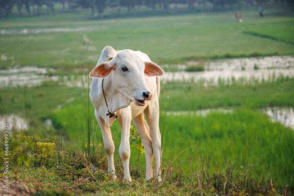 Fototapeta premium Portrait Cows on a green field in India. 