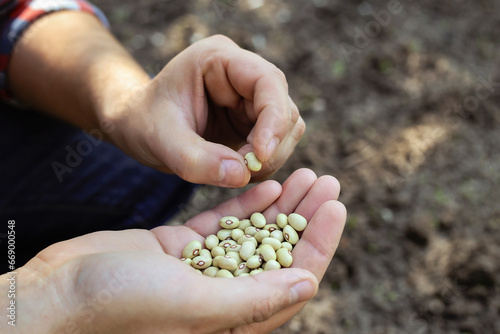 A male farmer holds early bush bean seeds in his hands. The farmer selects legume seeds before sowing the field. Farm business, spring agronomic work. Quality of seeds, seeding material concept