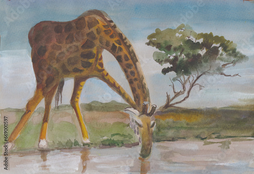 African giraffe at a watering hole