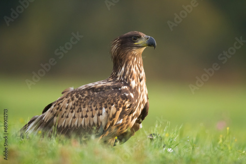 Majestic predator White-tailed eagle, Haliaeetus albicilla in Poland wild nature