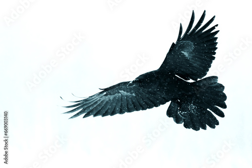 Birds flying raven isolated on white background Corvus corax. Halloween, silhouette of a large black bird in flight cut out on a white background for use in graphic arts