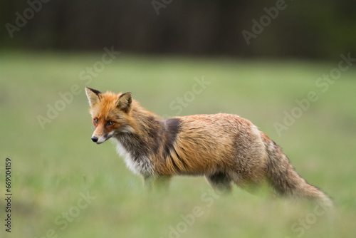 Mammals - Red Fox Vulpes vulpes in natural habitat, Poland Europe, animal walking among meadow in amazing warm light © Marcin Perkowski