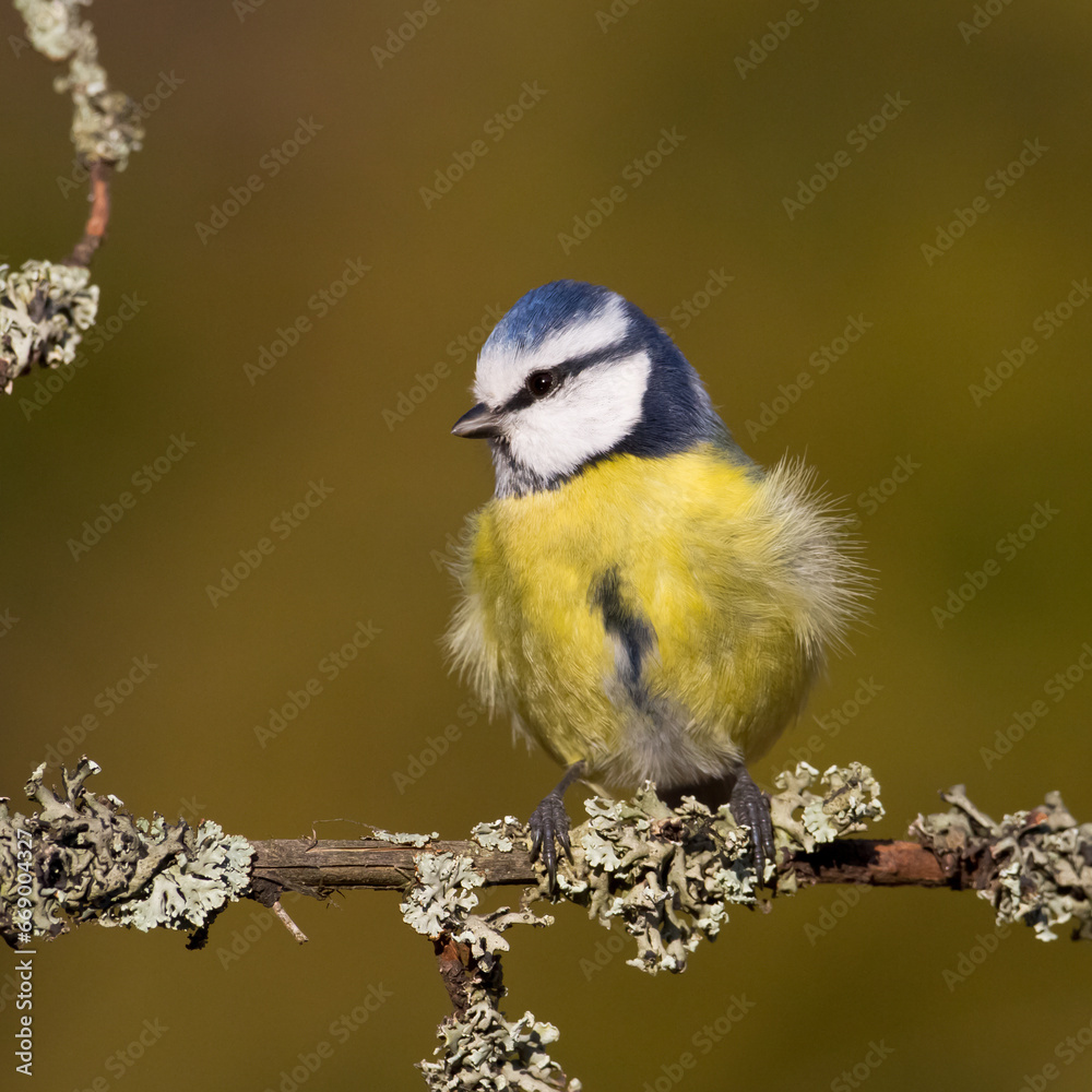 Bird - Blue Tit Cyanistes caeruleus perched on tree Bird - Blue Tit Cyanistes caeruleus perched on tree