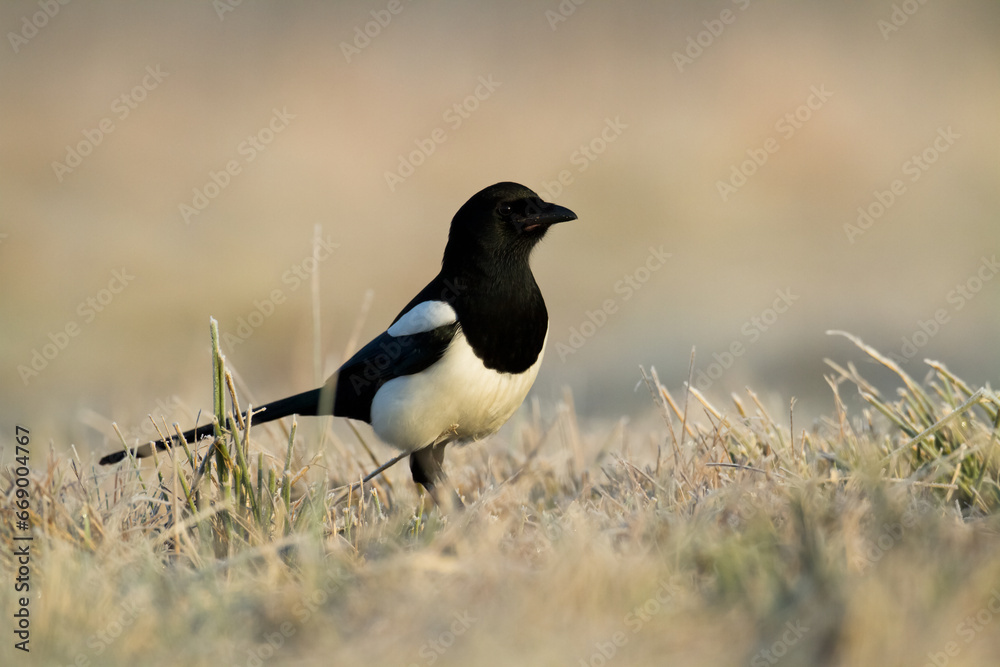 The Eurasian Magpie or Common Magpie or Pica pica on the branch with colorful background, winter time The Eurasian Magpie or Common Magpie or Pica pica on the branch with colorful background, winter time