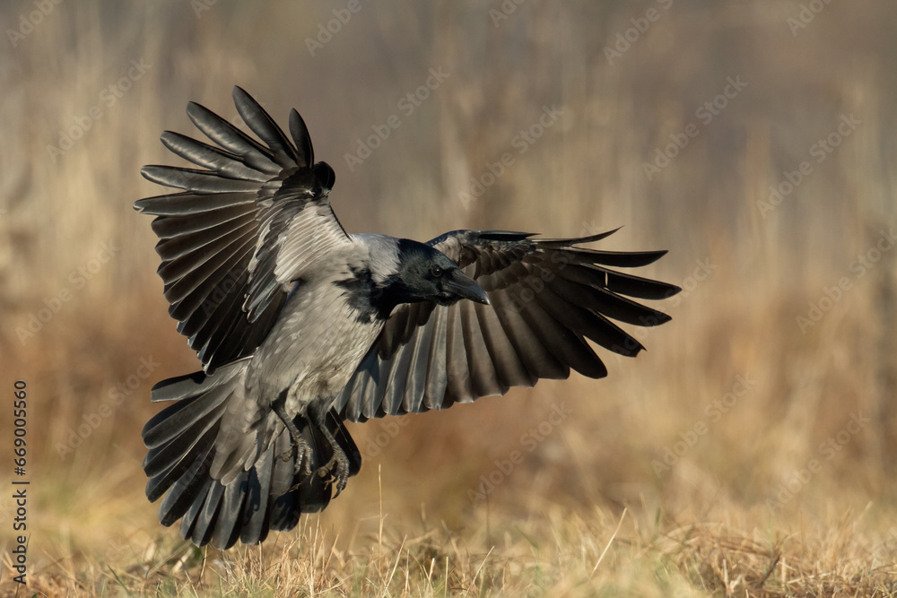 Fototapeta premium flying Bird - Hooded crow Corvus cornix in amazing warm background Poland Europe