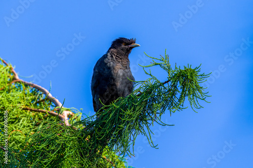 Shanghai Pudong District Nanhui wild Mynah photo