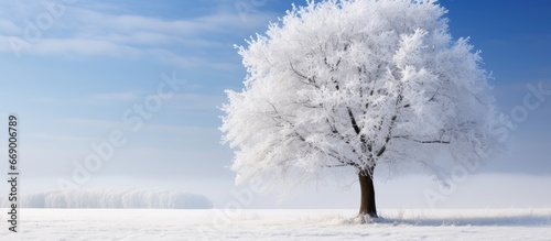 Icy tree and sky © AkuAku