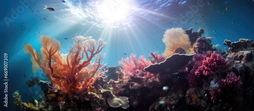 Underwater photo of tropical coral reef in Raja Ampat with sunlight and soft corals © AkuAku