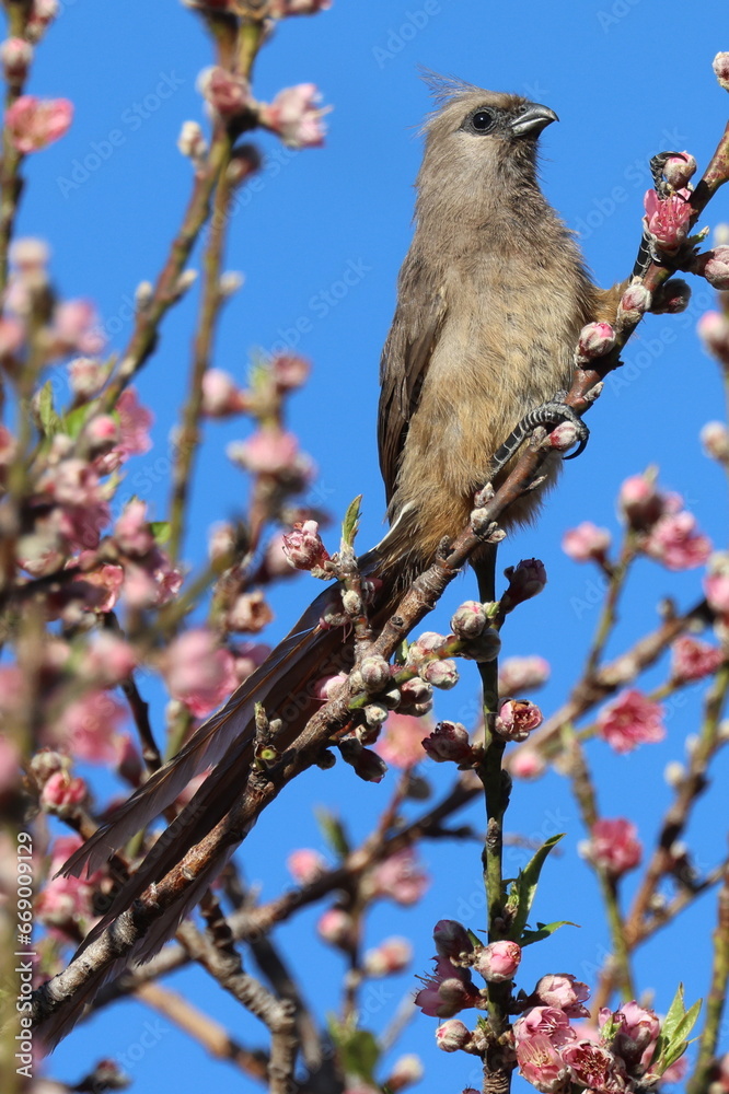 Mouse bird in peach tree Mouse bird in peach tree