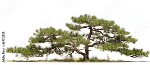 Sylvestris Pine Norfolk version