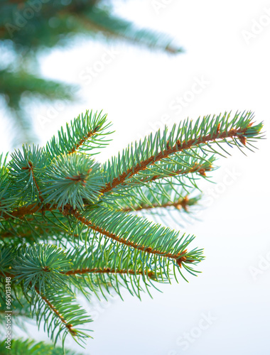 Fir branches close-up. Coniferous trees in the forest. Winter Christmas background. Christmas background  beautiful nature