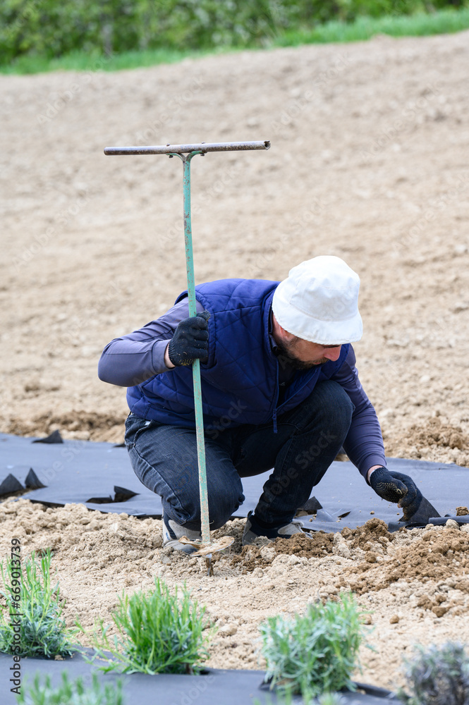 A man makes a hole in the ground with a hand drill for planting lavender. A man makes a hole in the ground with a hand drill for planting lavender.
