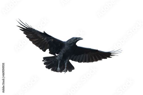 Birds flying raven isolated on white background Corvus corax. Halloween, silhouette of a large black bird in flight cut out on a white background for use in graphic arts © Marcin Perkowski