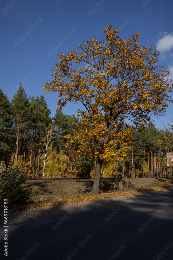Fototapeta premium autumn forest with a beautiful big tree