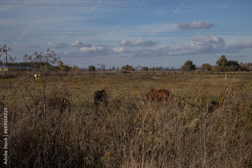 horses graze in the field