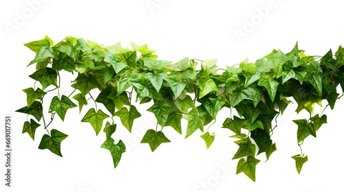 hanging green ivy plant realistic photo isolated White background PNG