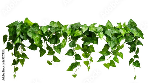 hanging green ivy plant realistic photo isolated White background PNG