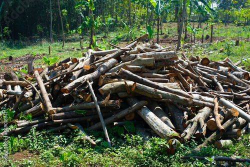 Industrial Photography. A pile of wooden sticks and twigs for the furniture industry. Wooden furniture, wood pile, forest clearing, Deforestation, Logs and Firewood