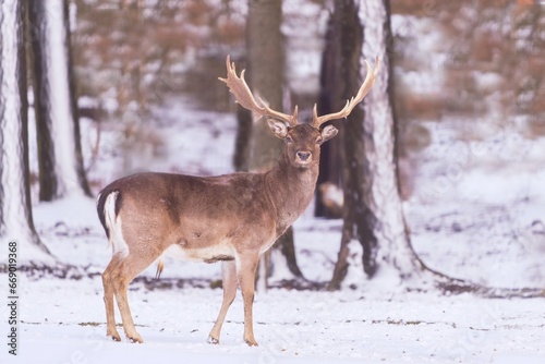 A majestic fallow deer standing on the winter forest. Dama dama. Wildlife scene with a deer. 