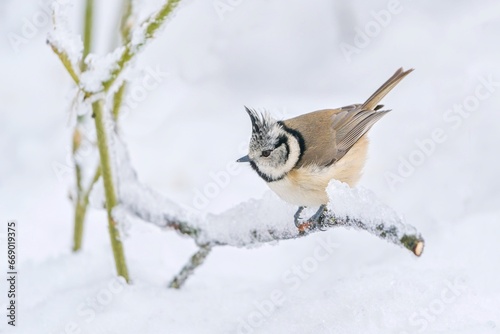Winter scene with a cute crested tit. A titmouse with crest sitting on the tree stump. Lophophanes cristatus