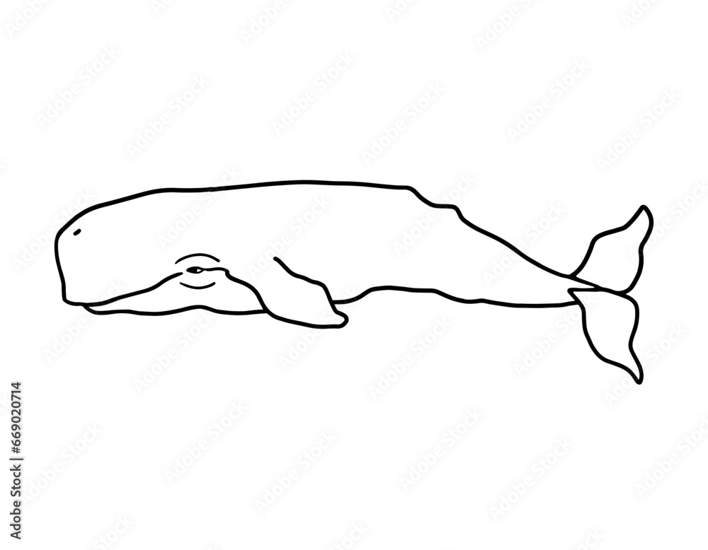 Simple line drawing of a sperm whale. Black outline of sea giant on white background. Vector illustration drawn by hand.