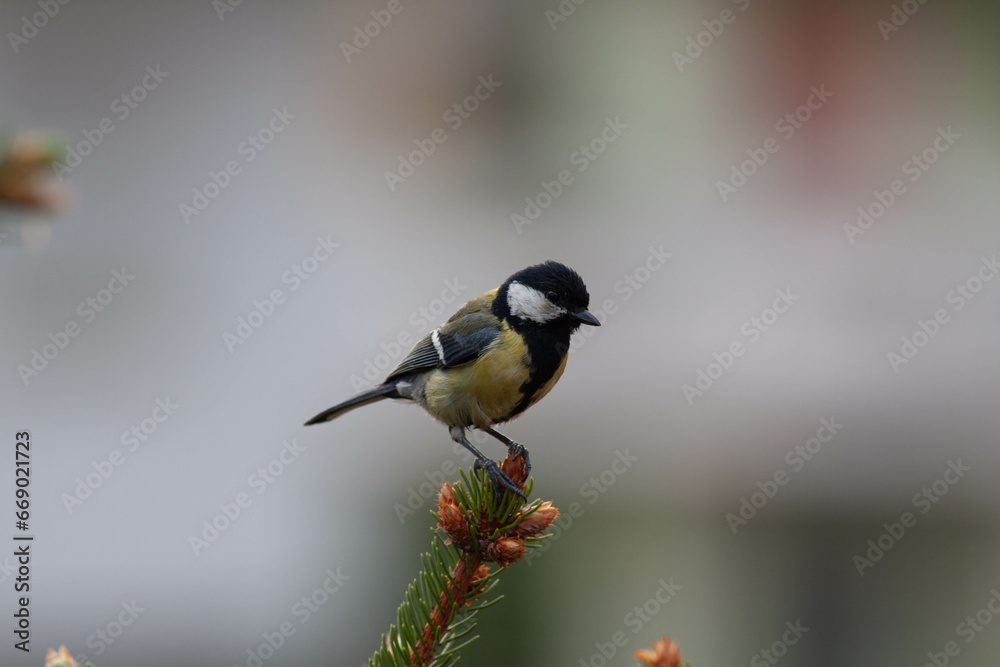 Obraz premium Little bird