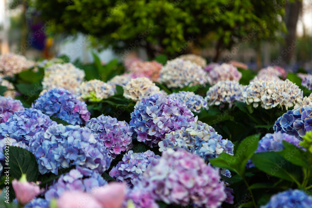Beautiful Hydrangea flowers background. Flower festival in Chiang Mai, Thailand. Beautiful Hydrangea flowers background. Flower festival in Chiang Mai, Thailand.